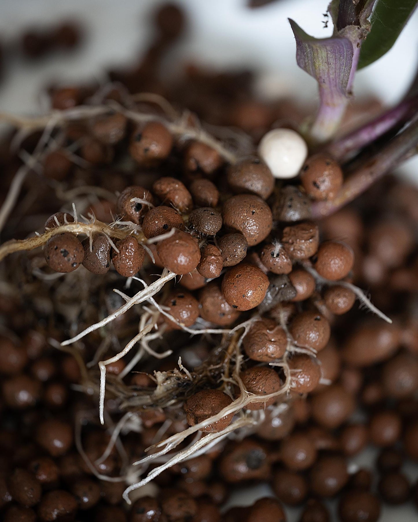 Starter Bag of LECA Clay Pebbles - for our Self-Watering Plant Pots