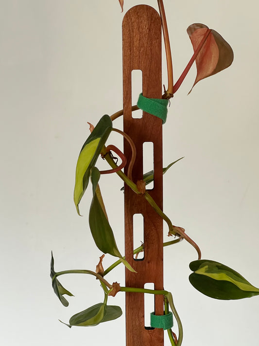 Pack of 2 Axis Red Cedar Slim Plant Trellis