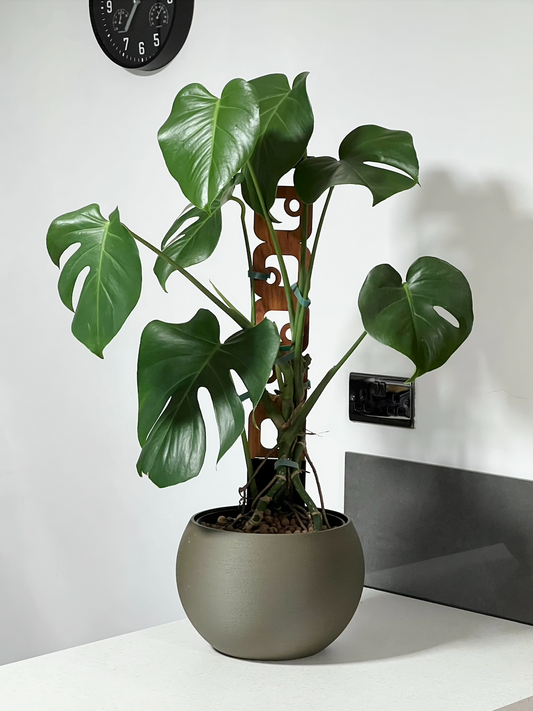 A Monstera growing up a trellis