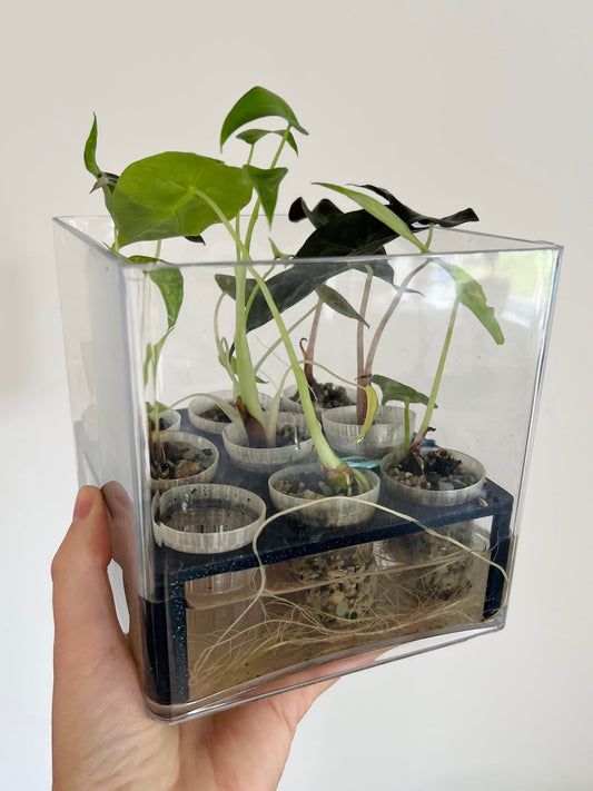 Plant pups grown from corm 