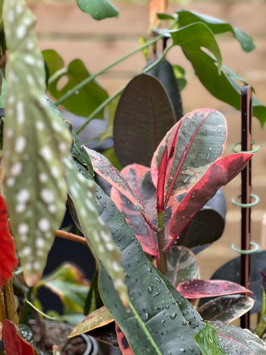 Summer Houseplant Maintenance: Maximise Growth & Prep for Autumn