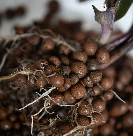 Plant roots growing in LECA clay balls