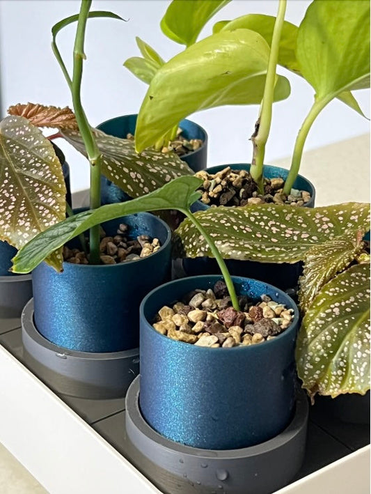 plant pups growing in PON