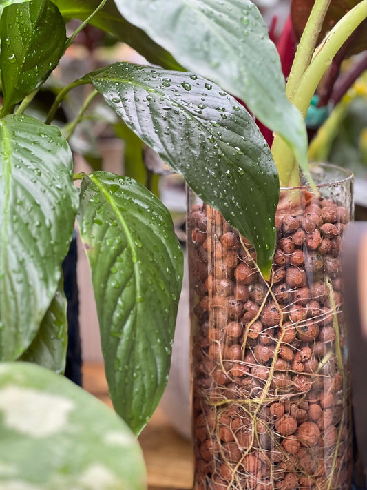 Watching Your Roots Grow: Why a Visible Root Planter Helps Beginners