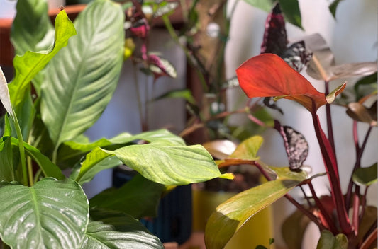 Range of houseplant growing in LECA