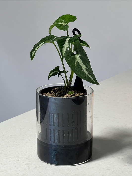 Aeris open self-watering planter with houseplant, showing air-flow gap around inner basket, 3D printed in Cornwall UK, designed for LECA and PON growing
