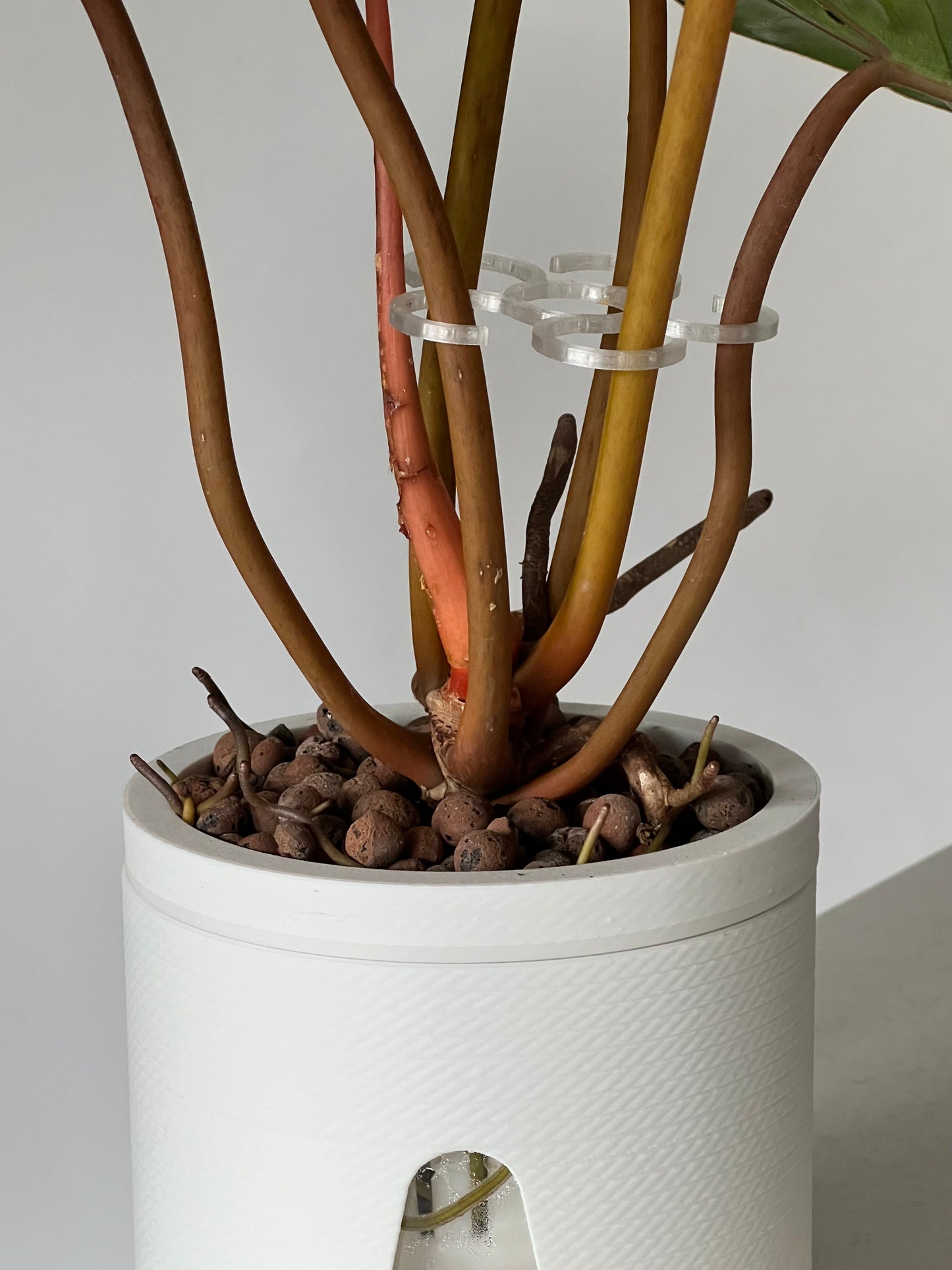 Plant Stem Support 4 Pack