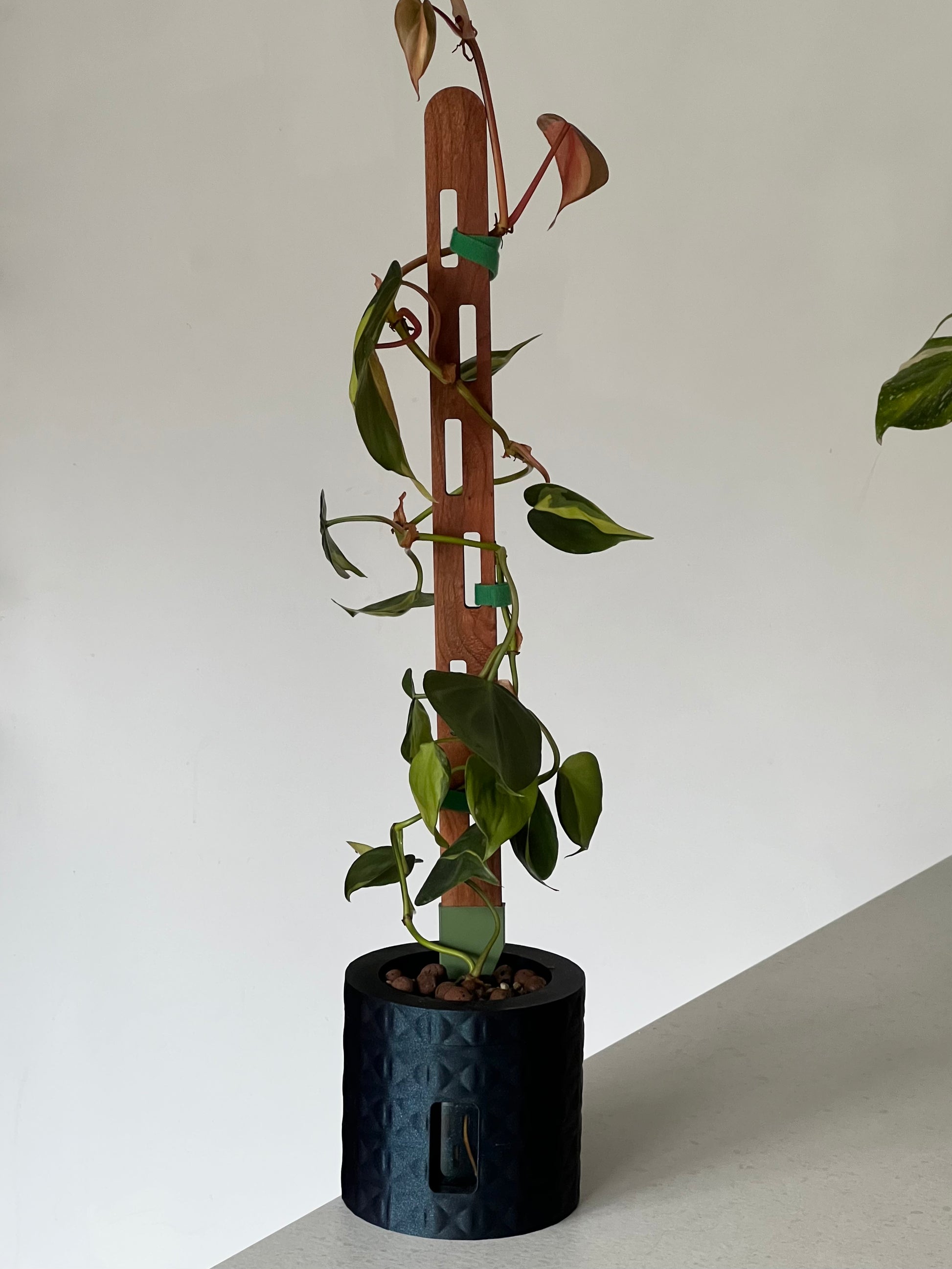 Axis – Western Red Cedar plant trellis for climbing houseplants, handmade in Cornwall. Shown in a pot with climbing plant trailing up it.
