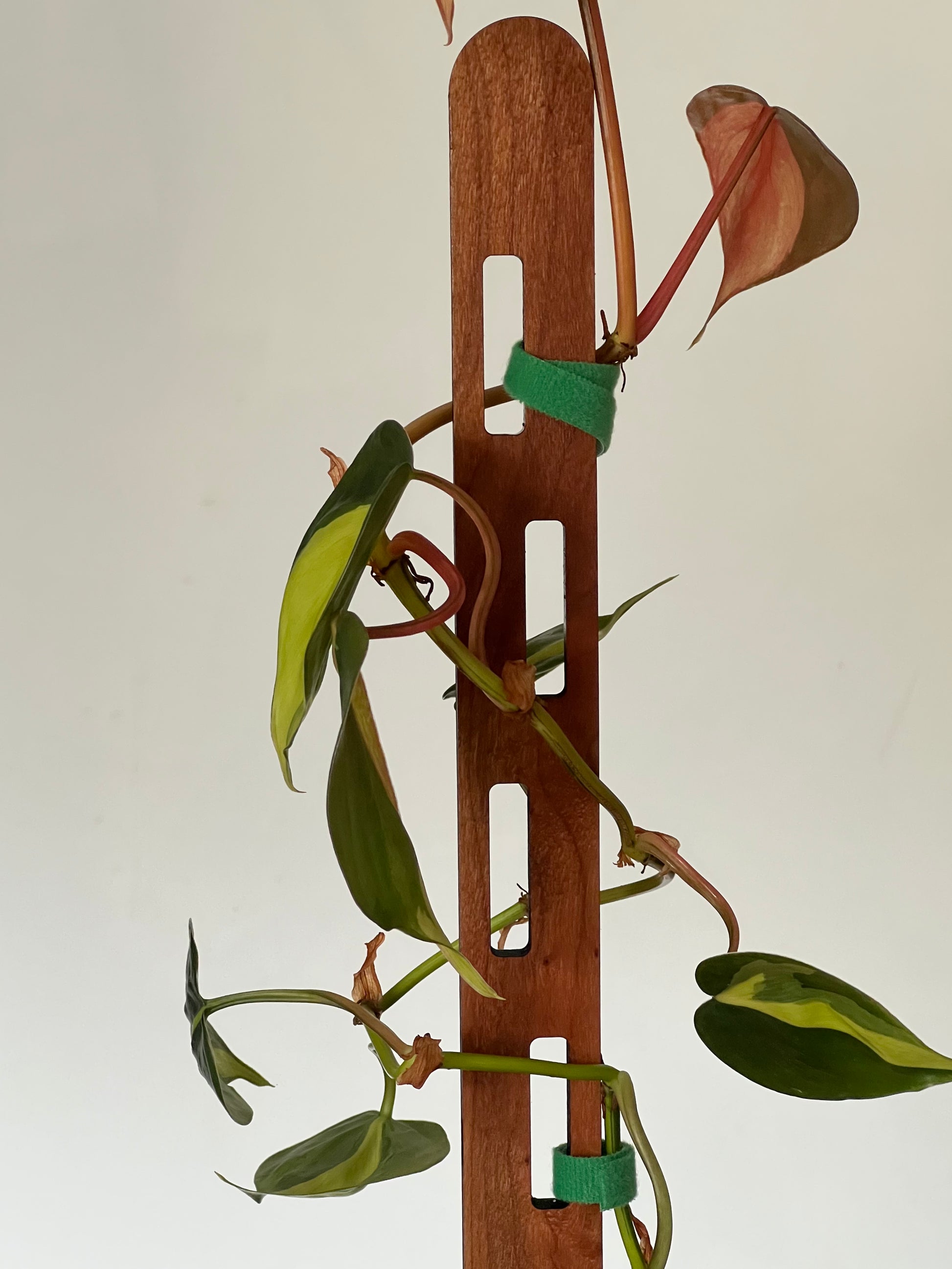 Close up of Axis – Western Red Cedar plant trellis for climbing houseplants, handmade in Cornwall. Shown with climbing plant trailing up it.