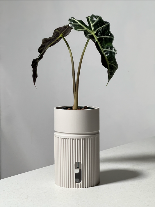 Maxia self-watering plant pot in Soft Linen (cream) with Alocasia houseplant, 3D printed in Cornwall UK, designed for LECA and PON growing, 12x20x12cm