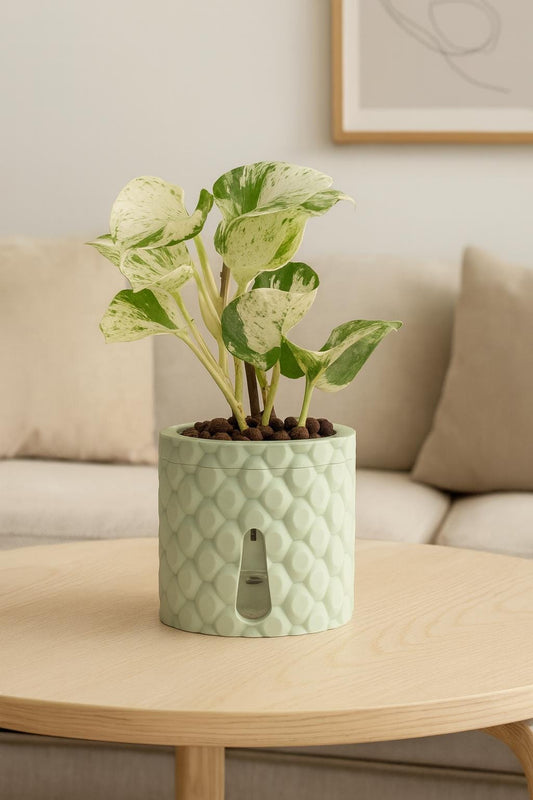 A pastel green quilted finish Quilta semi-hydro pot, containing a plant, pictured on a coffee table in a living room.