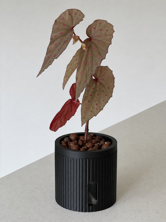 A spotted begonia plant growing in a Mini Edenéself watering pot in Starlight Black