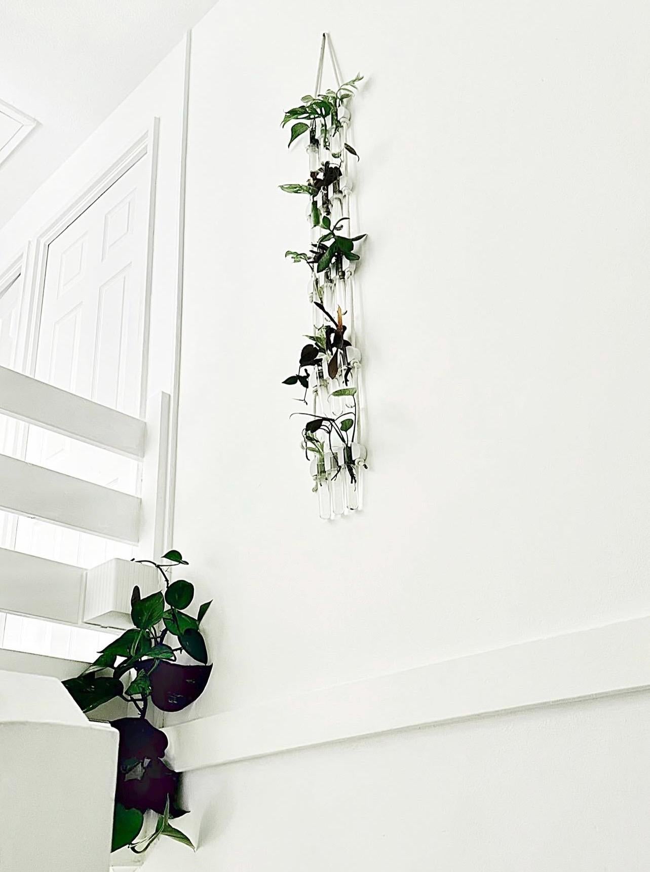 Via Test Tube Wall Hanging Propagation Station - 19 Colours
