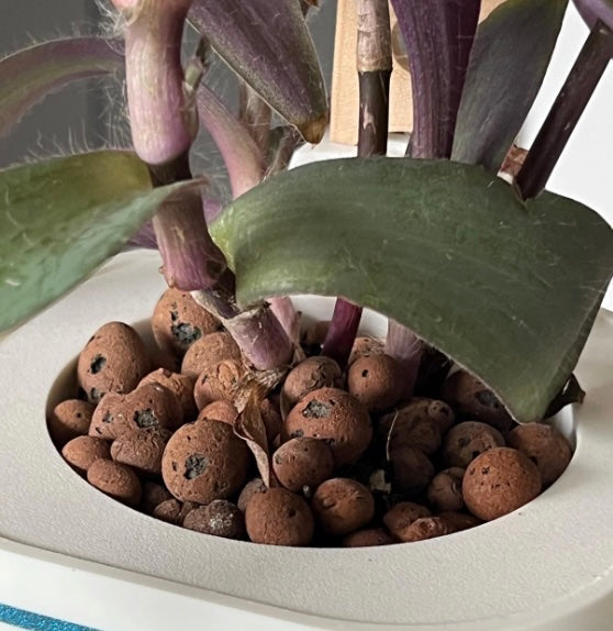 close up of tradescantia plant growing in leca clay balls in a self-watering pot
